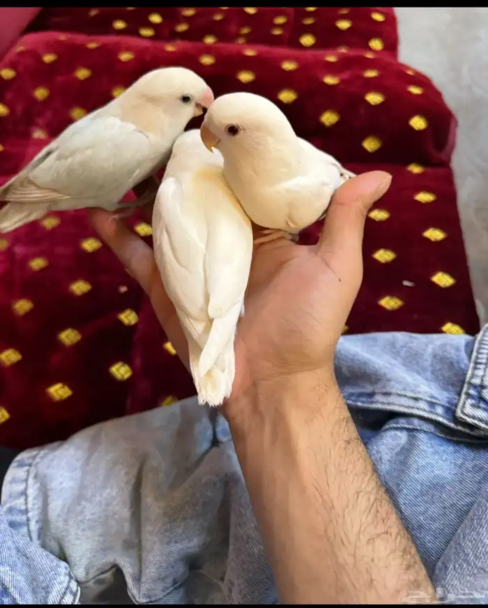 فروخ روز 0