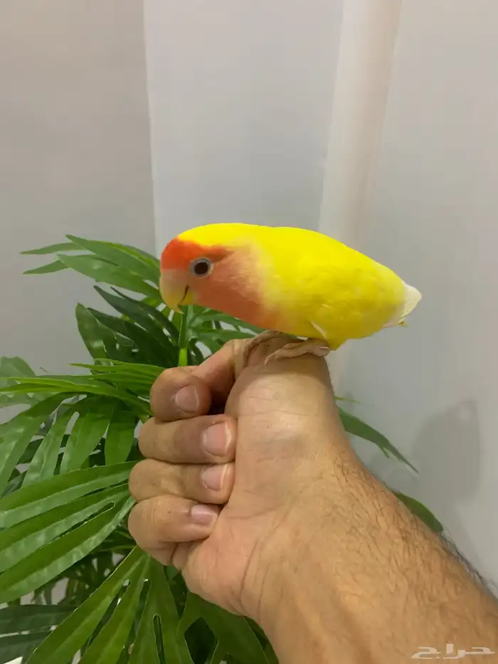 روز تربيه 0