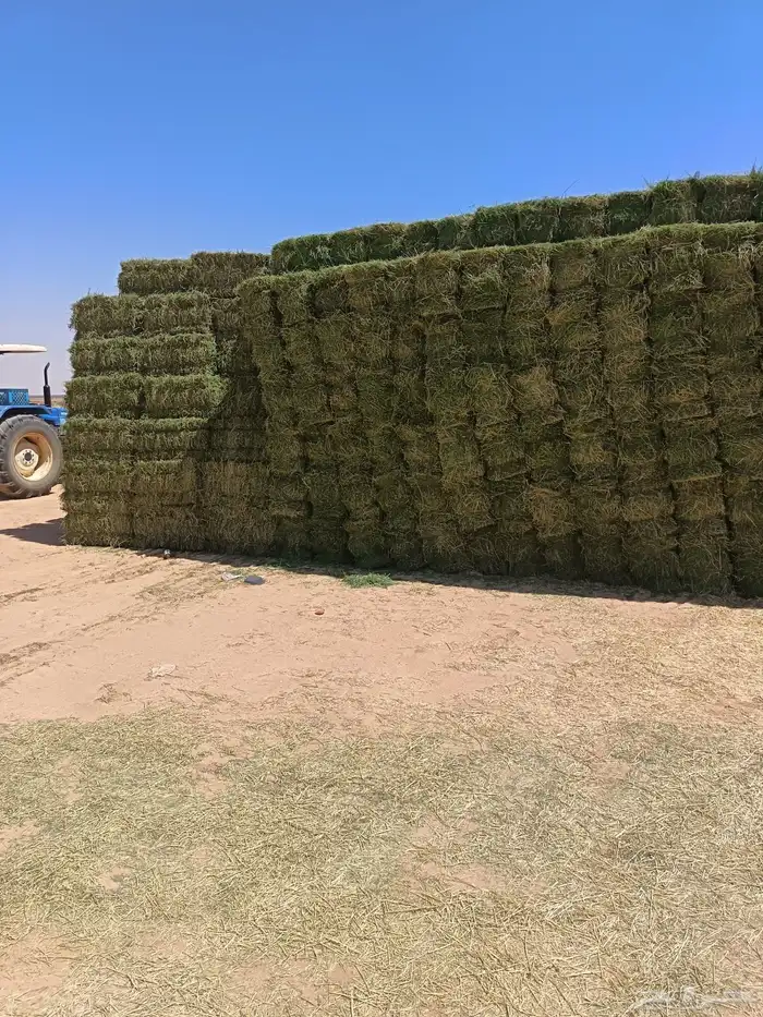 برسيم شركات الجوف بسيطا 15