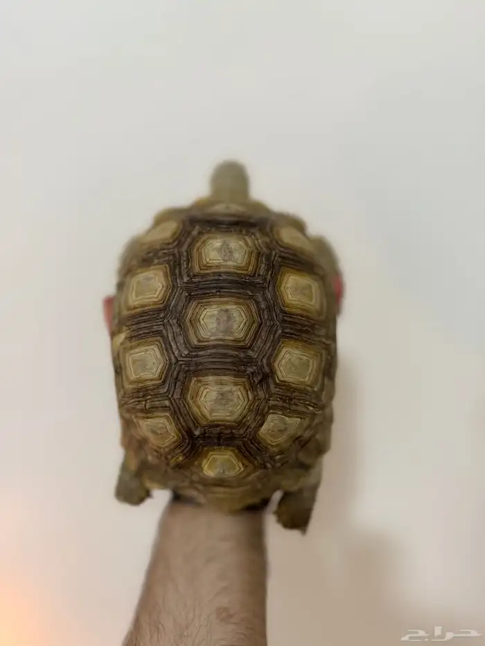 سلاحف سولكاتا كبيرة 4