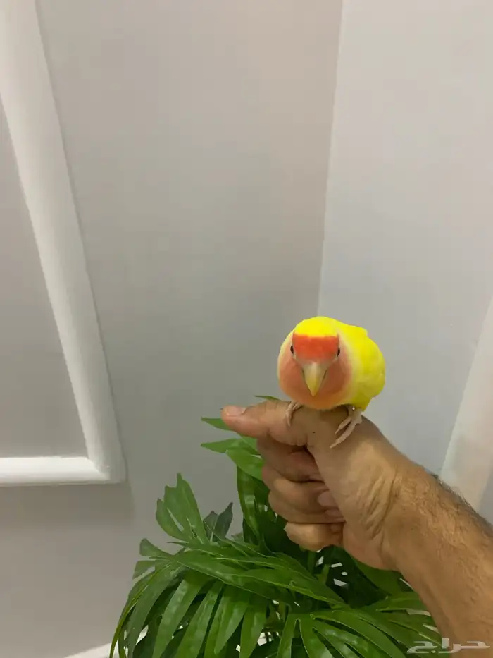 روز تربيه 1