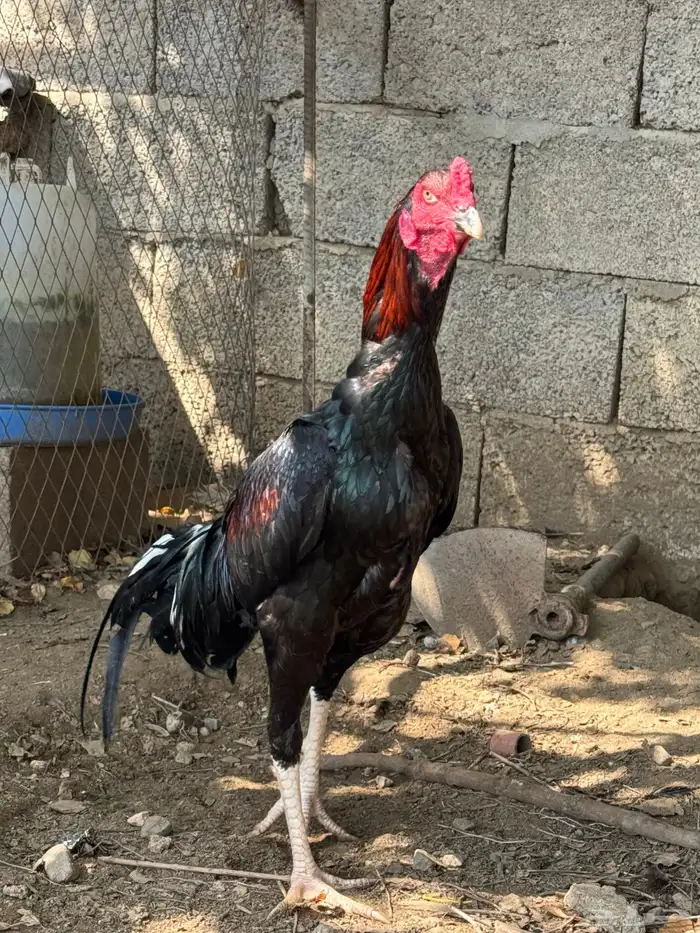 ديك باكستاني دم صافي 1