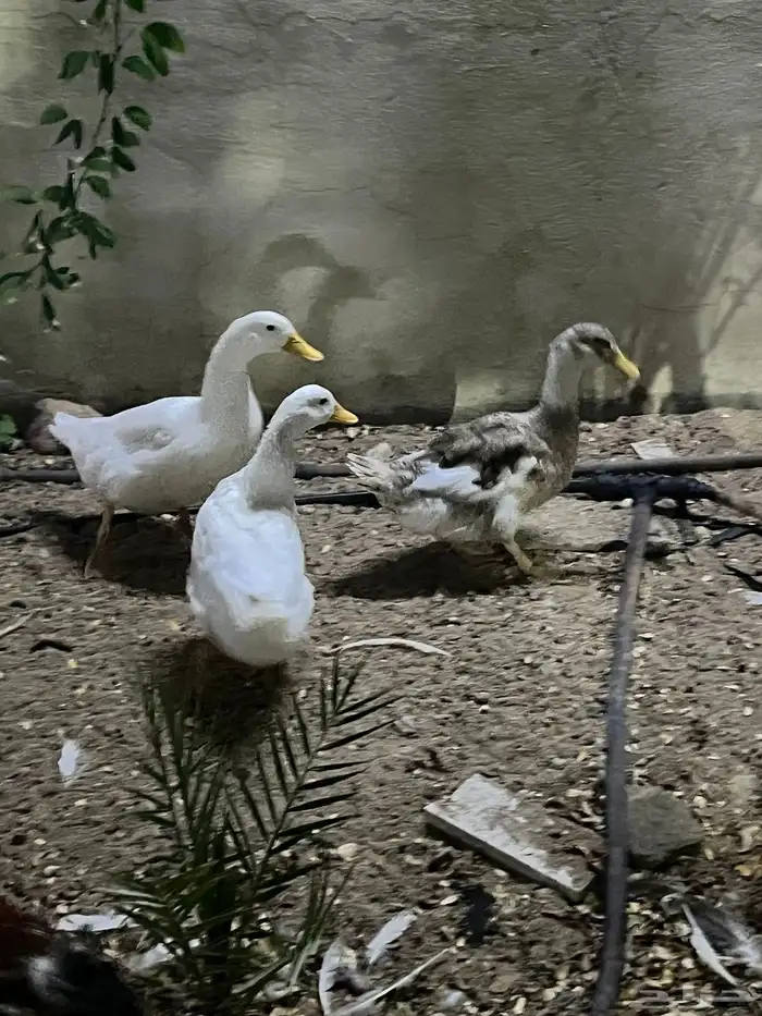 بط بكيني 1
