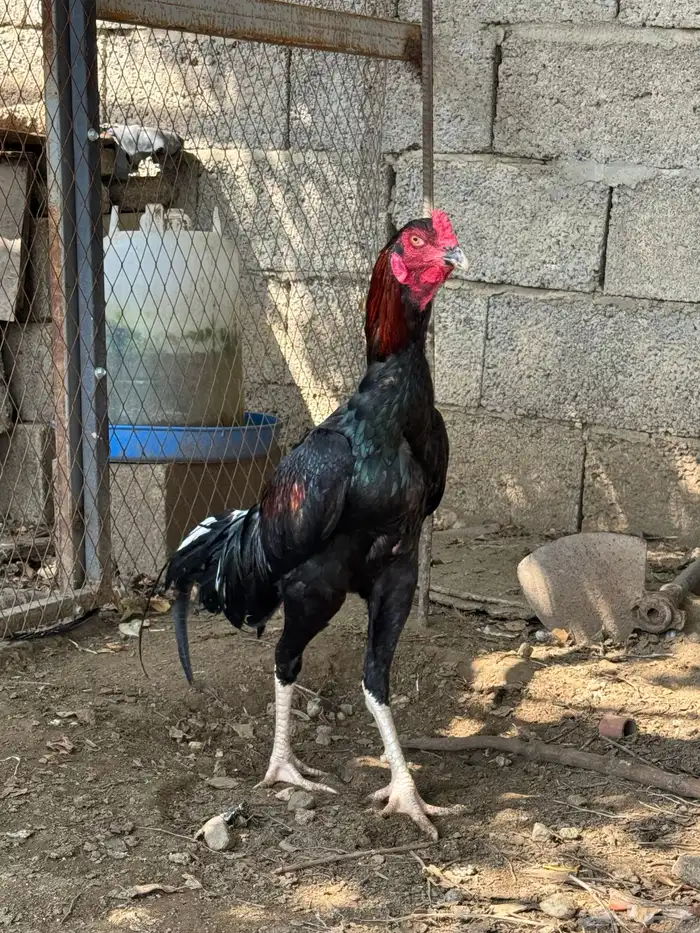 ديك باكستاني دم صافي 0