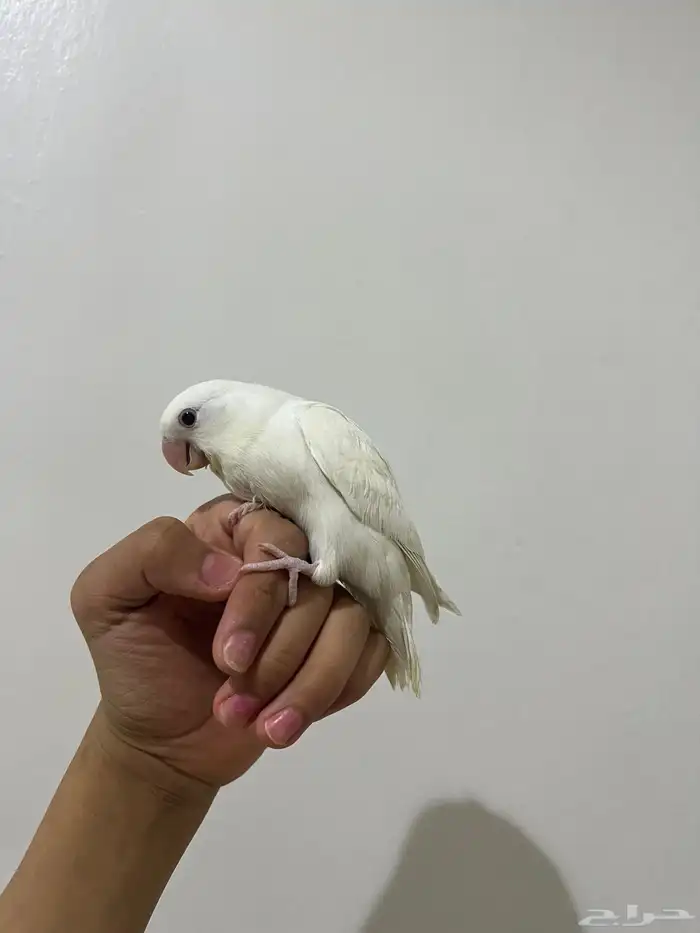 طير روز البينو 3