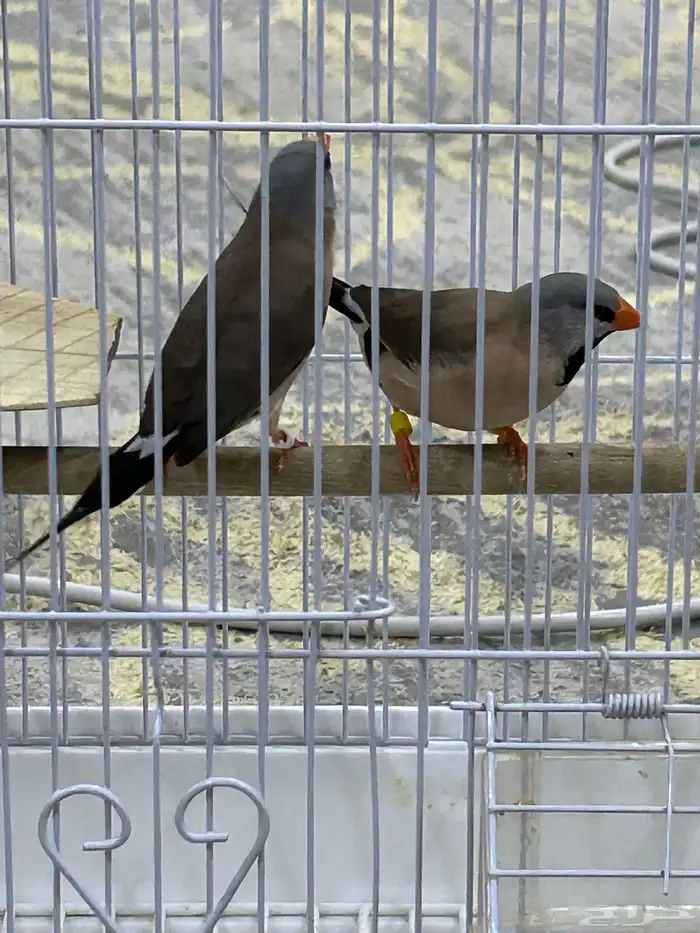 طيور الشيل تيل فنيش 1