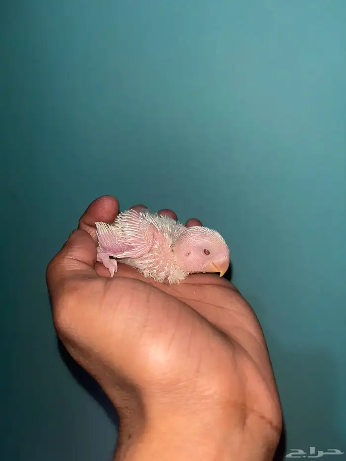 فروخ روز البينو 2