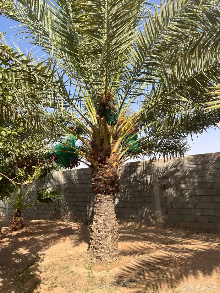 نخل حلوه للبيع 0