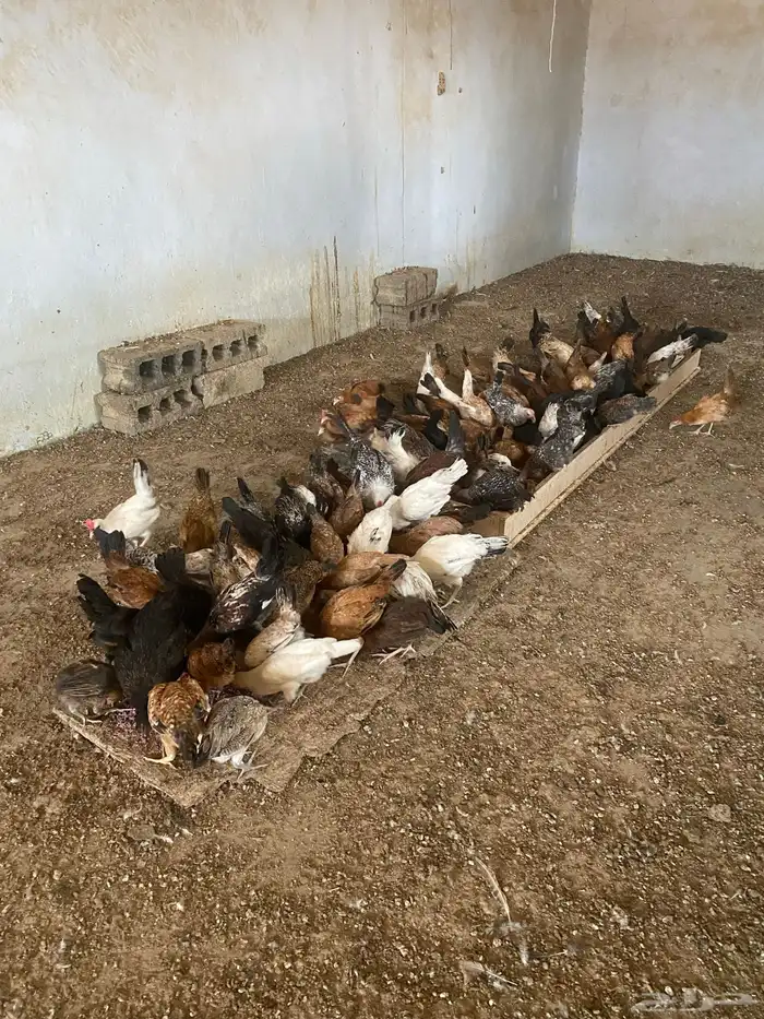 دجاج بلدي 1