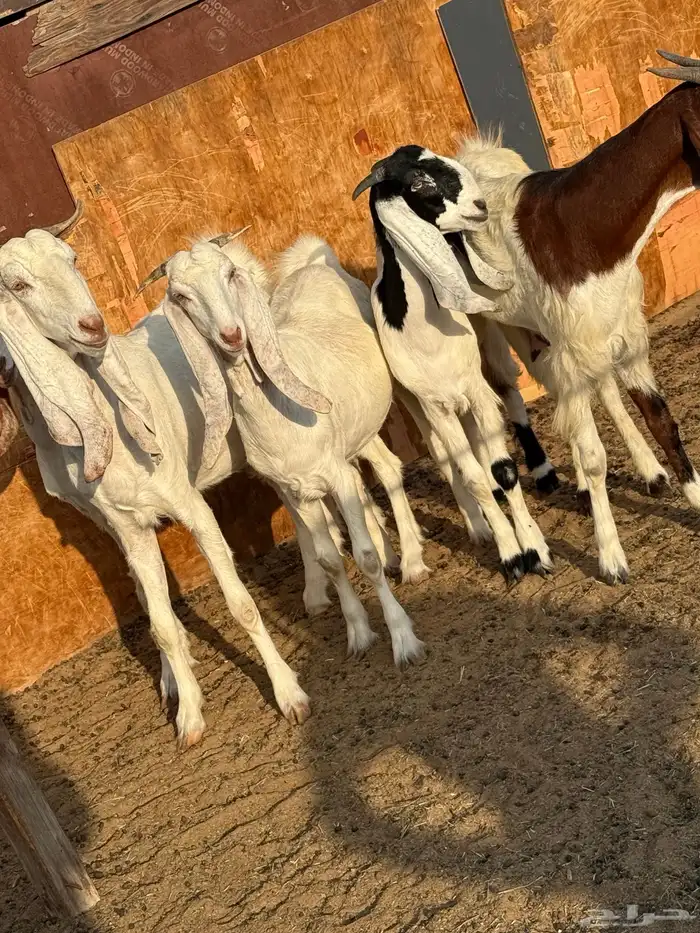 معزا مشريك 1