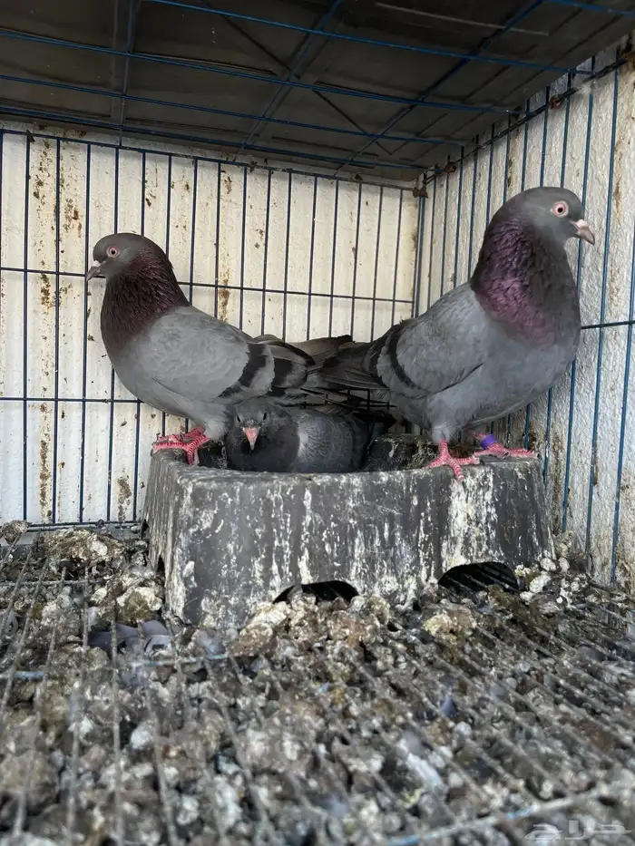 حمام قطيفي (( طيور مشروطه )) 1