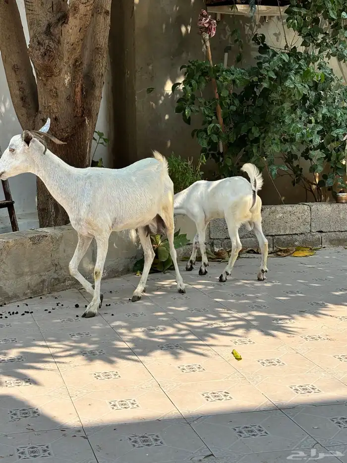 عنز منتوج ب تيس. (بيش) 9