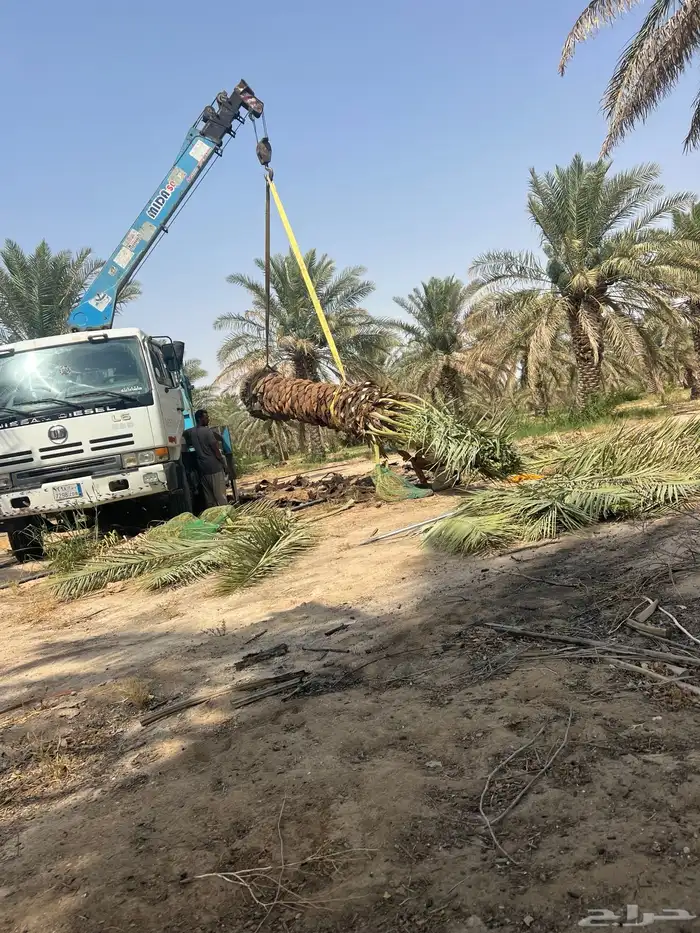 نخيل عربي 3