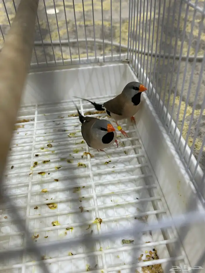 طيور الشيل تيل فنيش 0