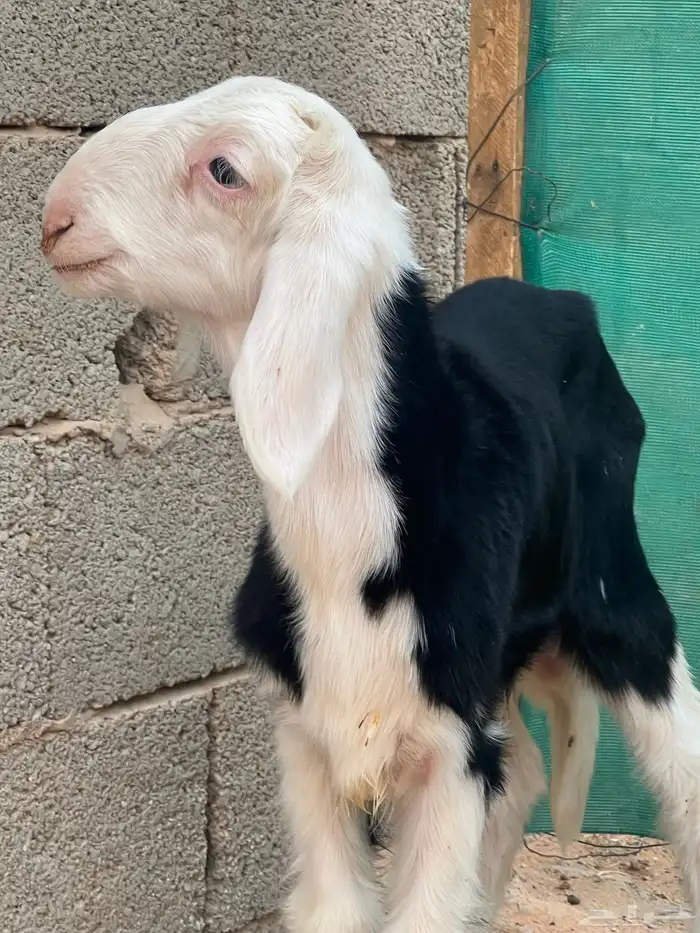 دواغير خرفان نجد 1