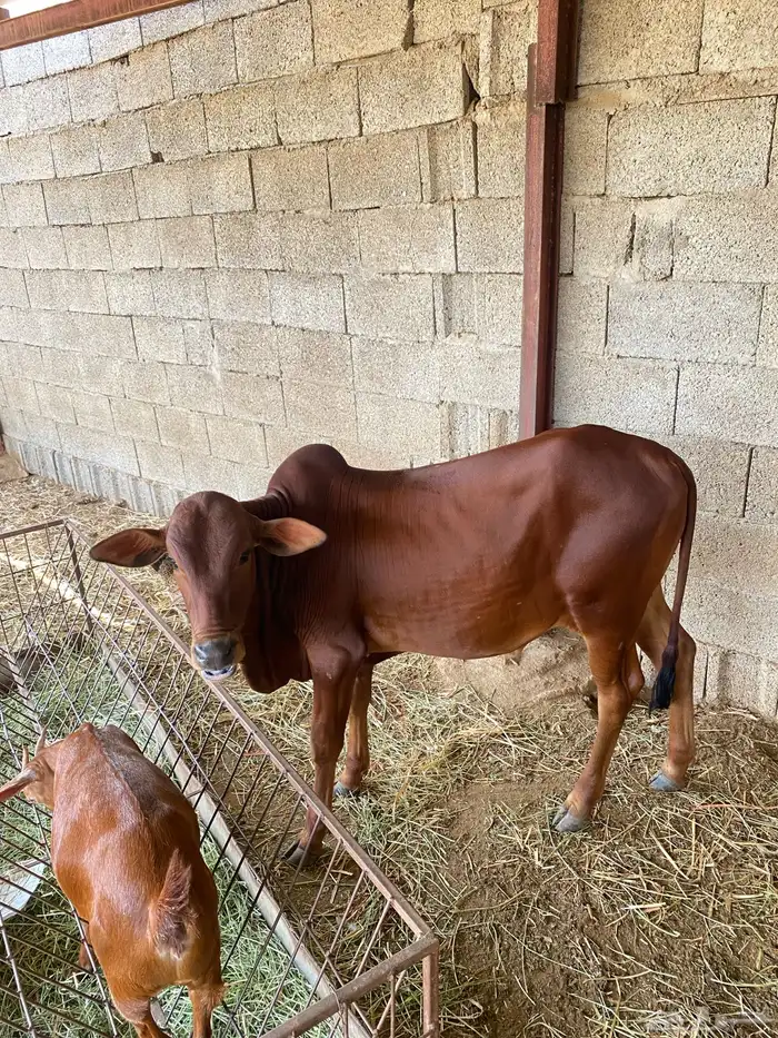 بقر 1