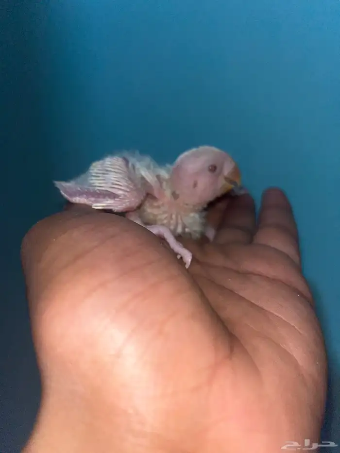 فروخ روز البينو 4