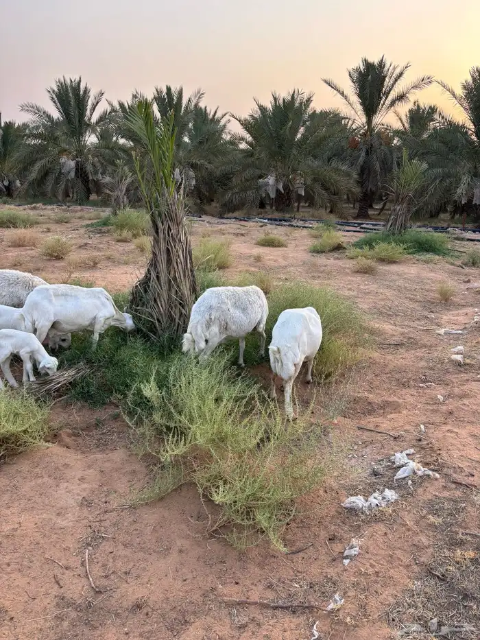 رفيديات وحريه 0