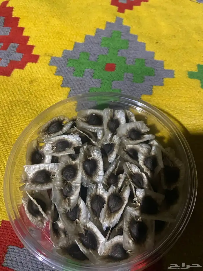 للبيع بذر مورنقا 0