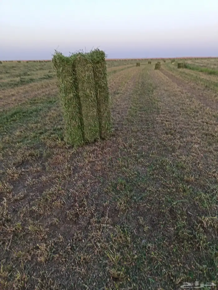 برسيم صافي شد شركة 0