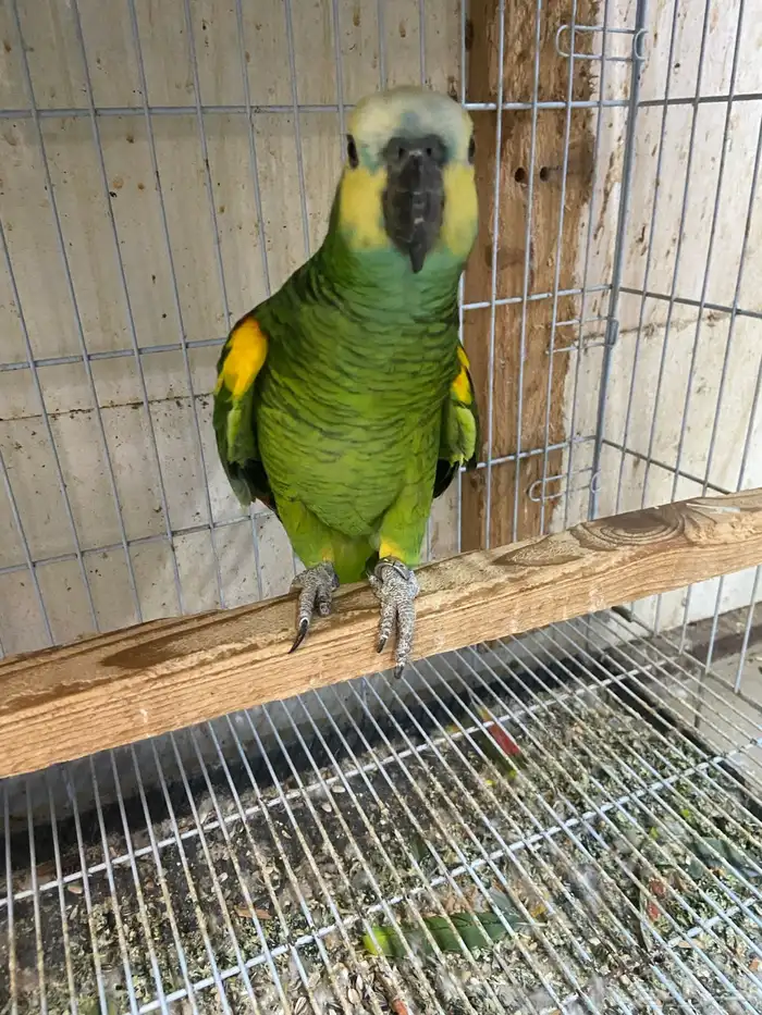 ذكر امزون وحشي 3