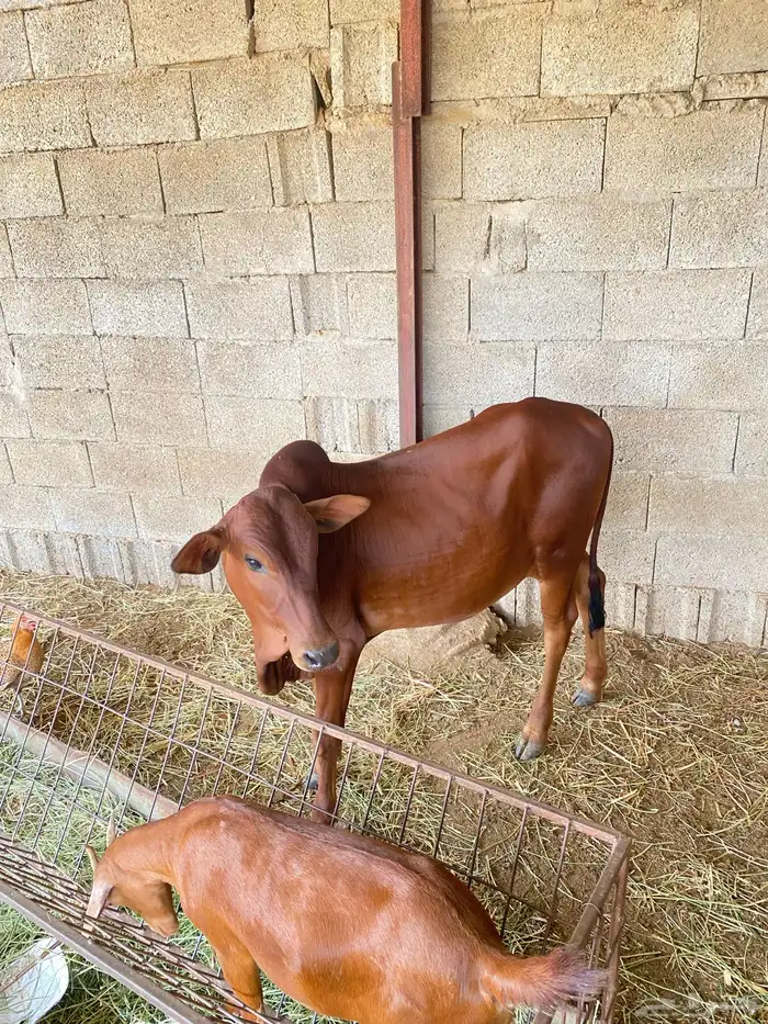 بقر 2