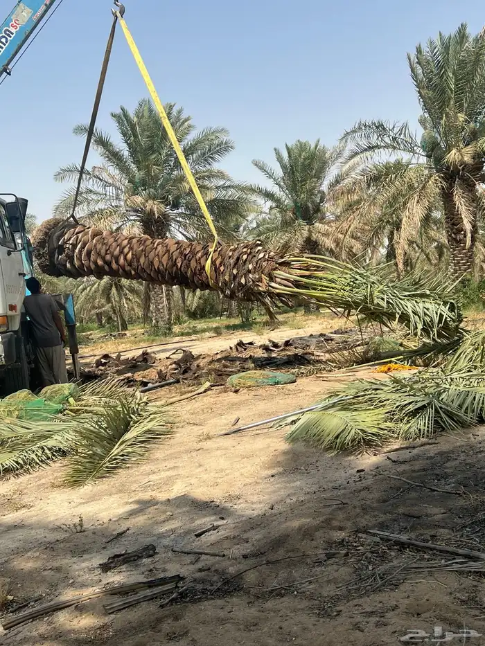 نخيل عربي 2