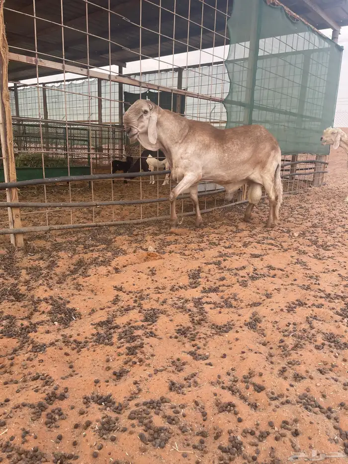 فحل صنف منتج 1