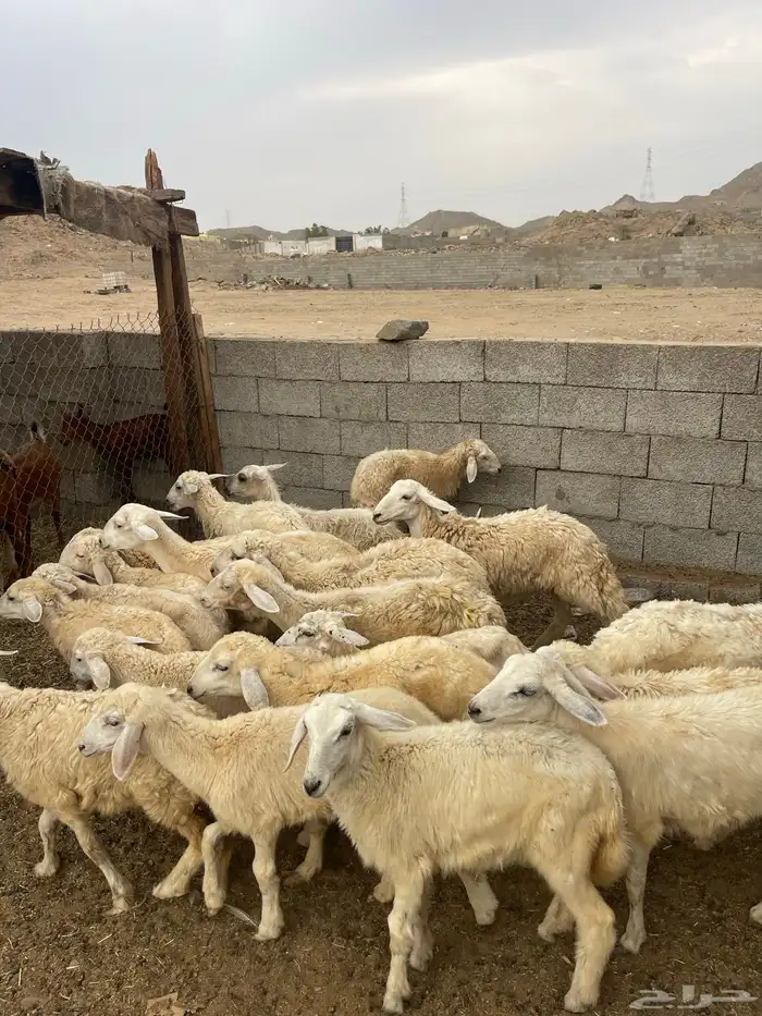طليان ورخال 2