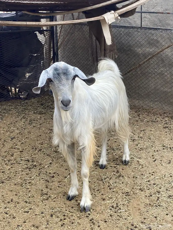 تيس فحل ابيض 0