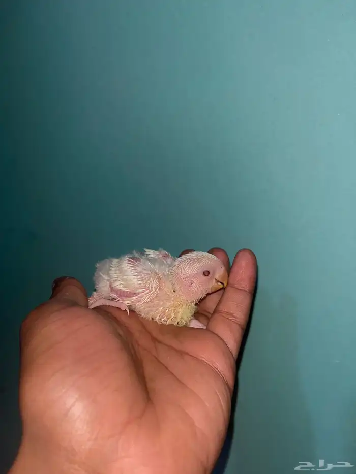 فروخ روز البينو 3