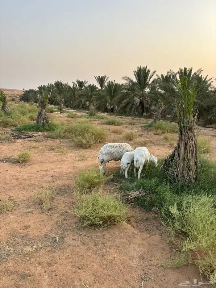 رفيديات وحريه 2