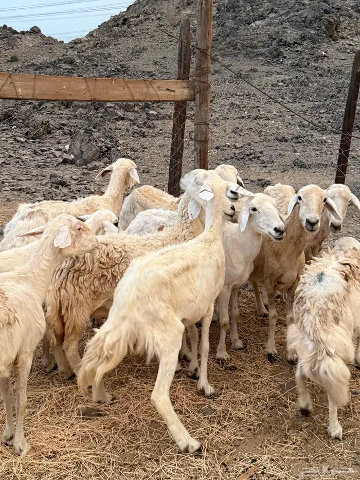 غنم حريات دفيع من 640 3