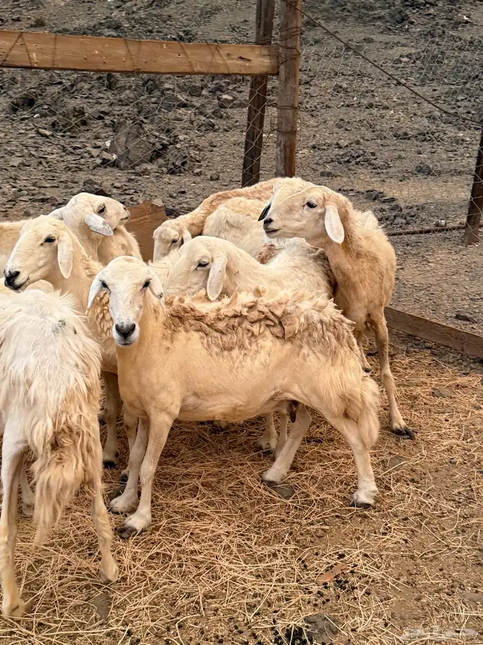 غنم حريات دفيع من 640 2