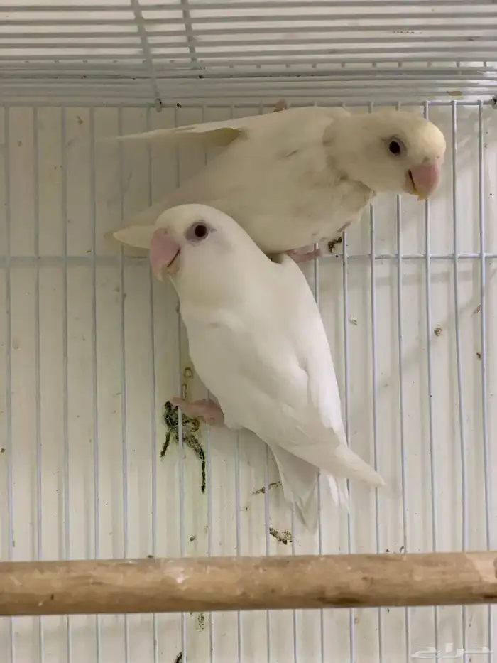 جوز روز البينو عيون حمراء تم البيع 0