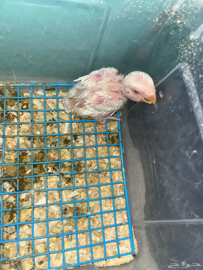 فروخ روز البينو 0