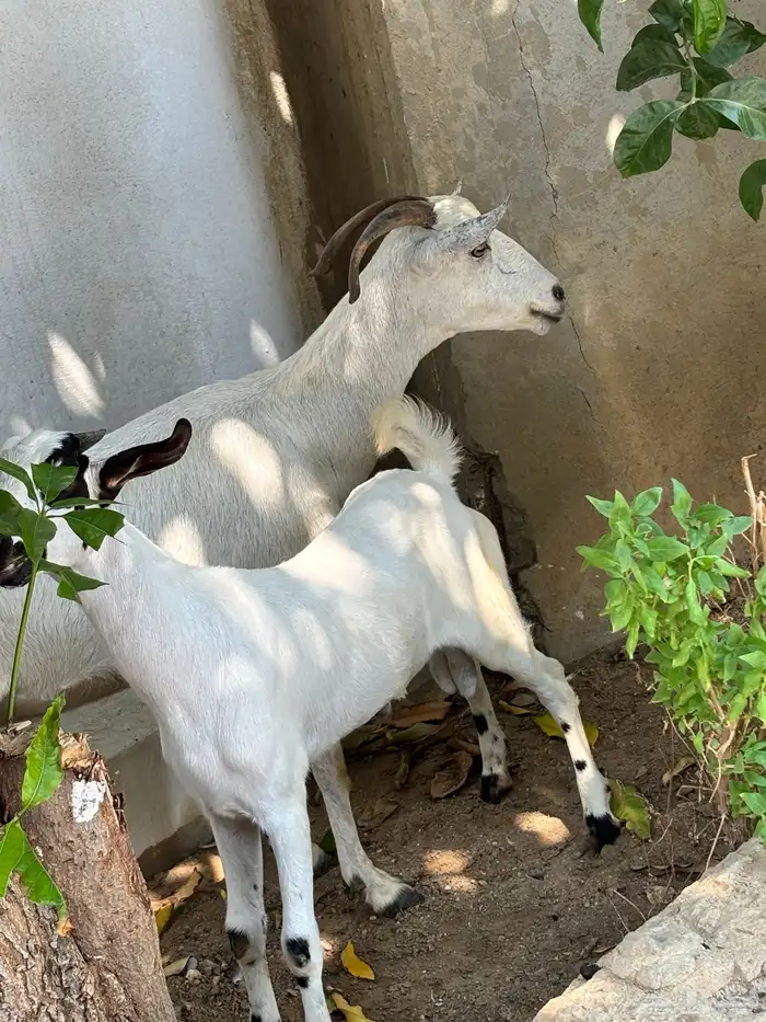 عنز منتوج ب تيس. (بيش) 1