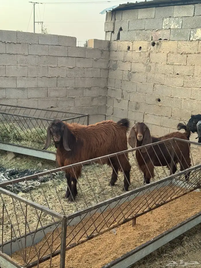 للبيع مشروع فحل تيس مصري بشامي 2