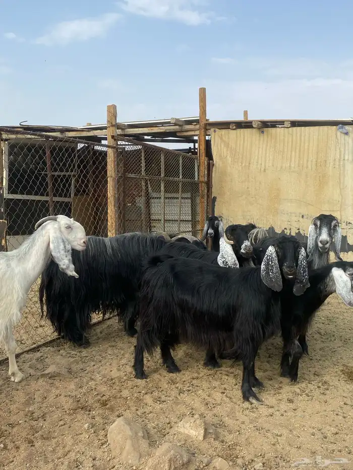 معزا مقنوي بفحلها 10