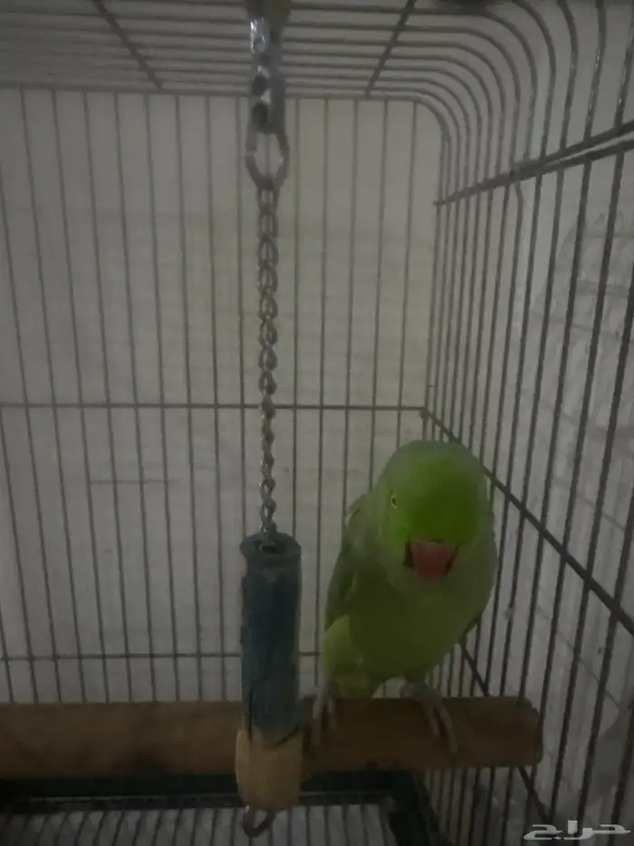 دره العمر سنه ونص متكلم 0