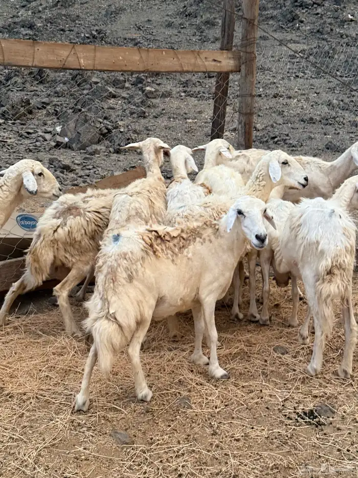 غنم حريات دفيع من 640 0