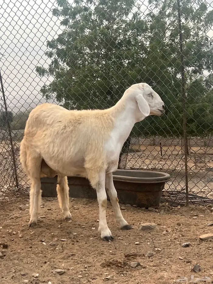مشروع فحل حري 0