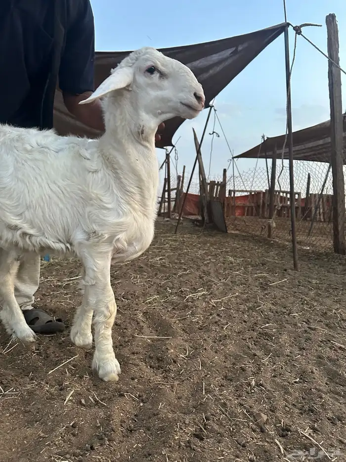 للبيع فحل حري صنف الصنف مشروط 2
