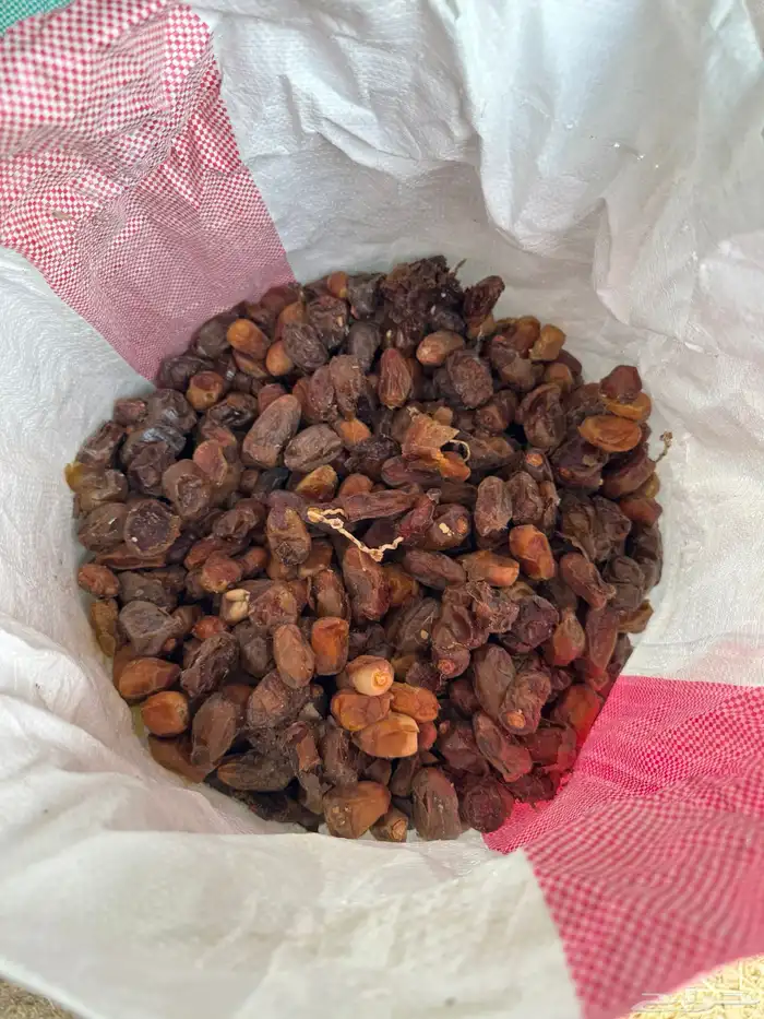 تمر نفيع البيع 0