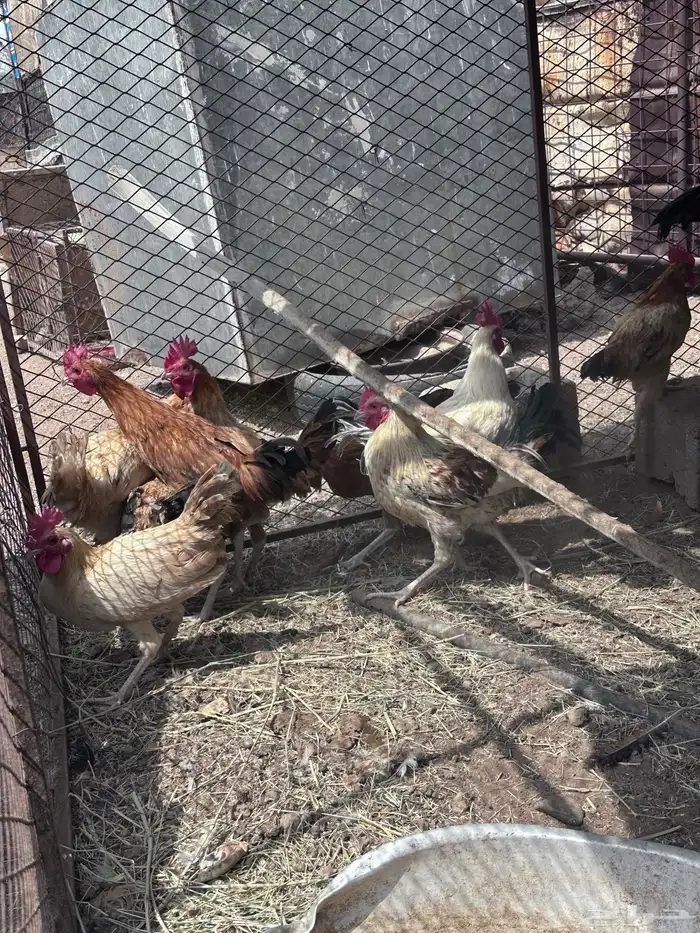 ديكه للبيع 2