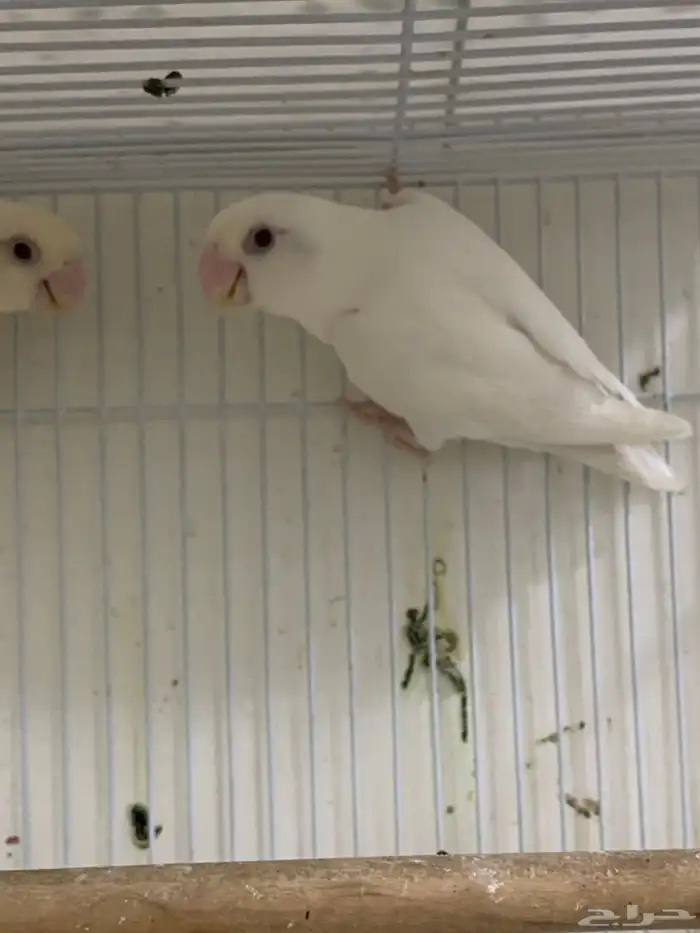 جوز روز البينو عيون حمراء تم البيع 1