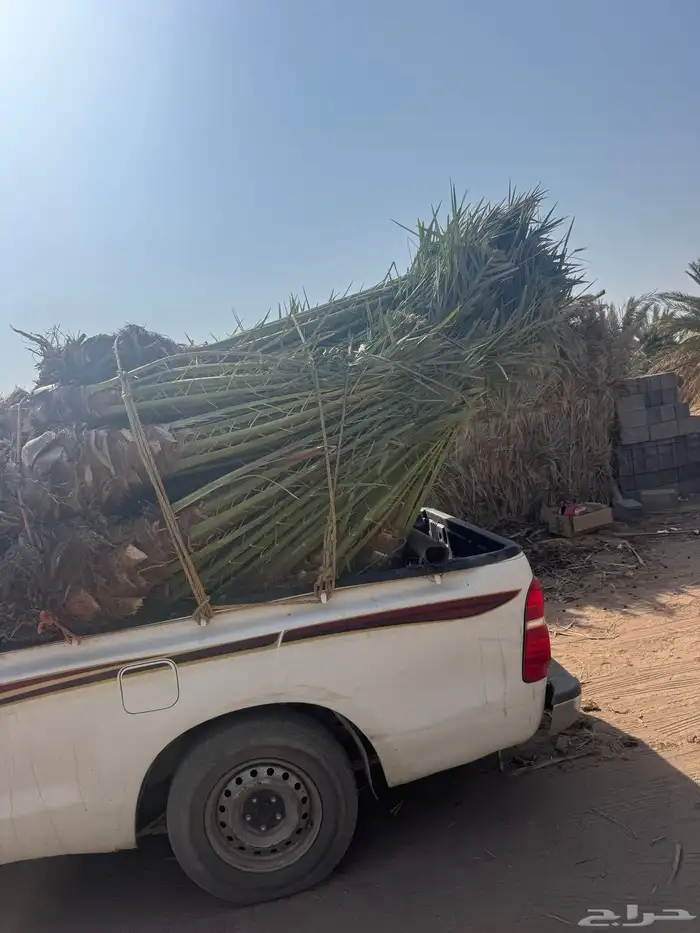 نخيل لبيع 1