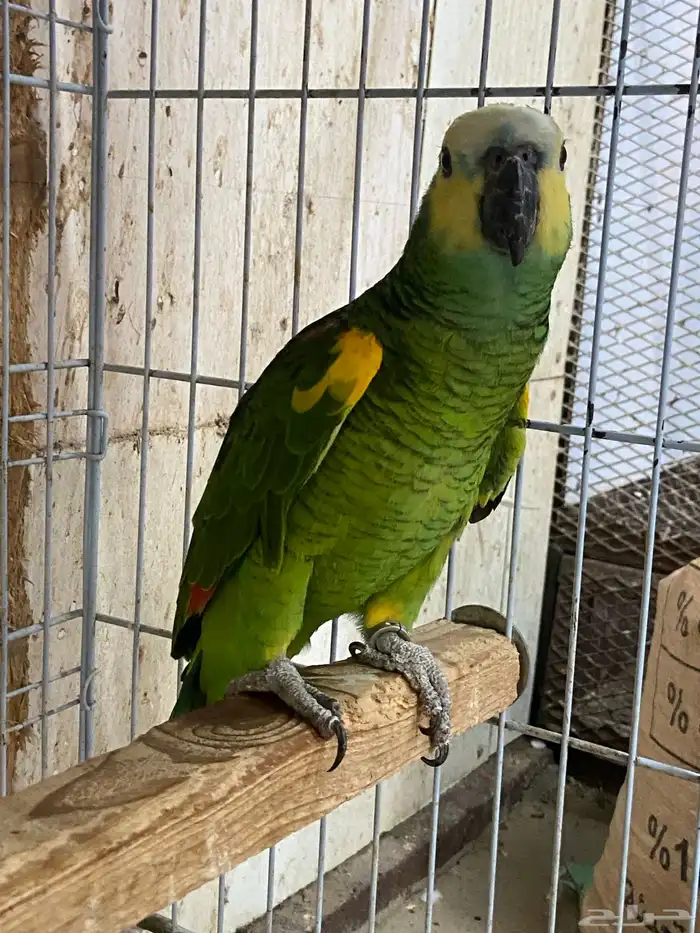 ذكر امزون وحشي 2