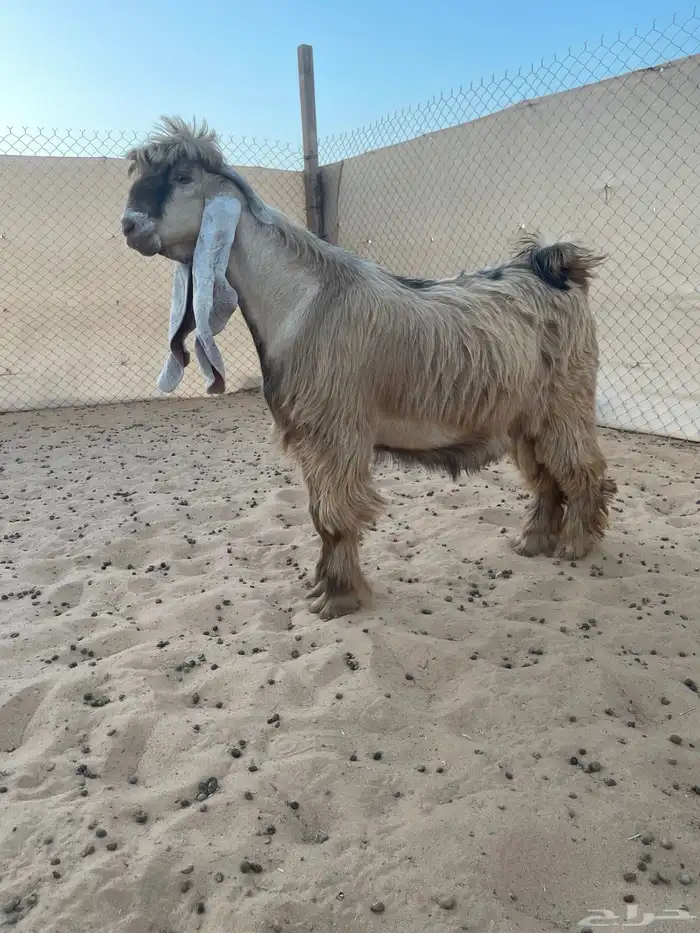 عرض بيع جذع عارضي اصفر فاخر 0