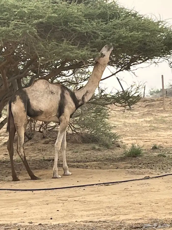 بكره 3